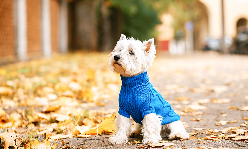 Essential equipment for your puppy or dog Part 1
