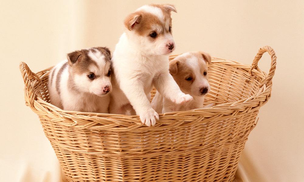 Top 10 Dog Care Essentials