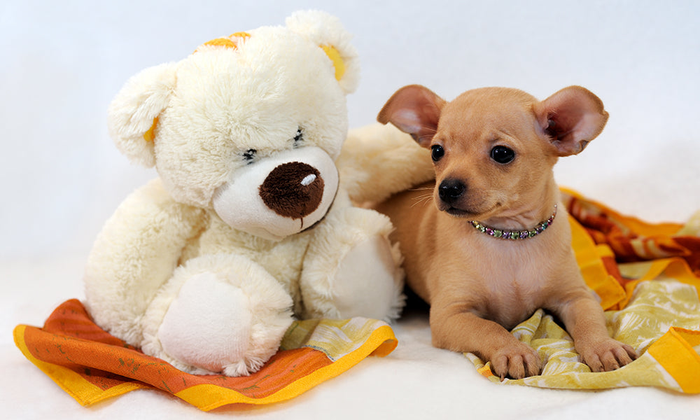 Essential equipment for your puppy or dog Part 2