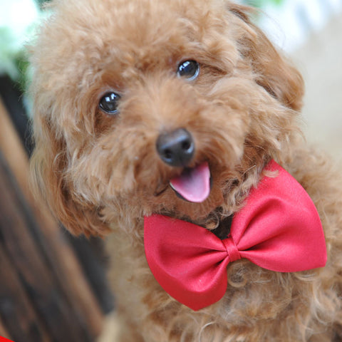 Gentleman Puppy Bow Tie